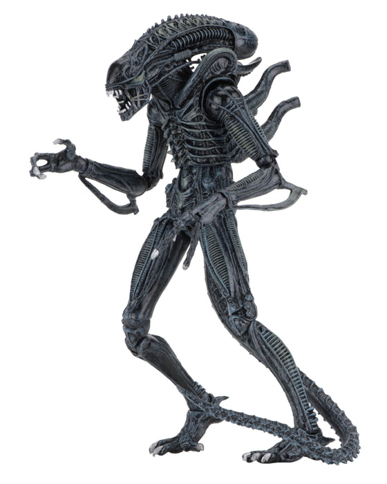 NECA Figura de Accion Ultimate: Alien 1986 - Alien Warrior Blue 7 Pulgadas